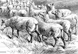 moutons en bordelais 05